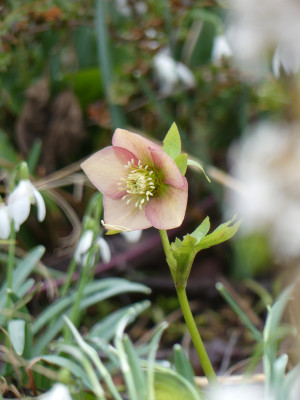 2020-03-01 Helleborus x hybridus 4.jpg