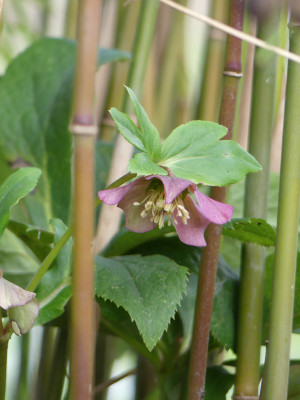 2020-03-01 Helleborus 1.jpg