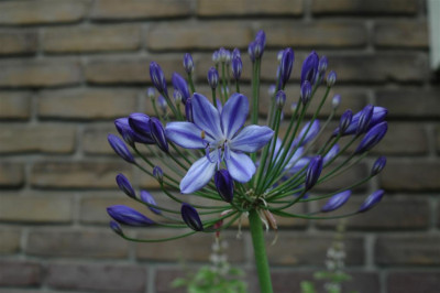A4969_Large.JPG