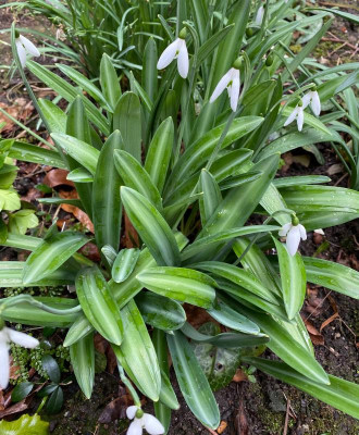 galanthus-baxendales-late_29.2.20.jpg