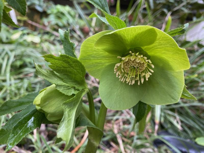 helleborus-gross-gruen_29.2.20.jpg