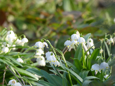 2020-03-02 Leucojum vernum 1.jpg