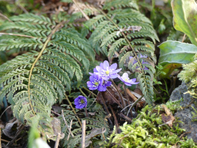 2020-03-02 Hepatica nobilis 2.jpg