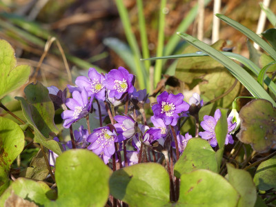 2020-03-02 Hepatica nobilis 5.jpg