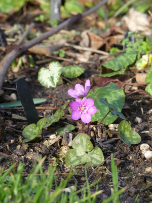 2020-03-02 Hepatica1.jpg