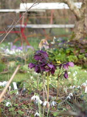 2020-03-02 Gartenimpressionen 3.jpg