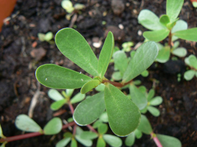 P1020110.jpg