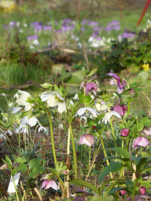 2020-03-02 Gartenimpressionen 4.jpg