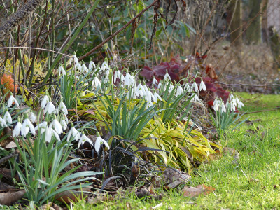 2020-03-02 Gartenimpressionen 10.jpg