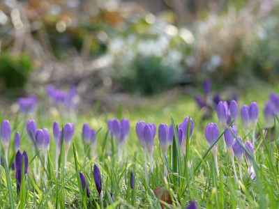 2020-03-02 Gartenimpressionen 11.jpg
