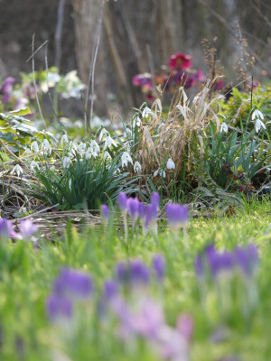 2020-03-02 Gartenimpressionen 14.jpg