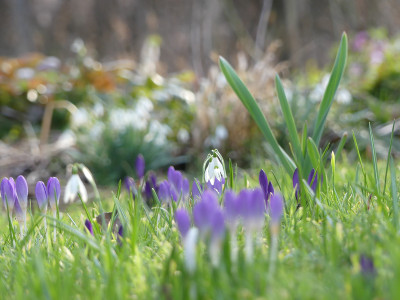 2020-03-02 Gartenimpressionen 13.jpg