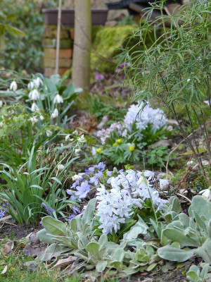 2020-03-02 Gartenimpressionen 19.jpg