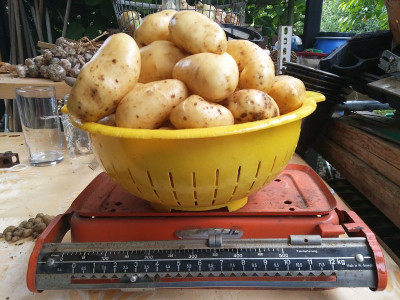 Kartoffeln Cultan 13618-5.jpg