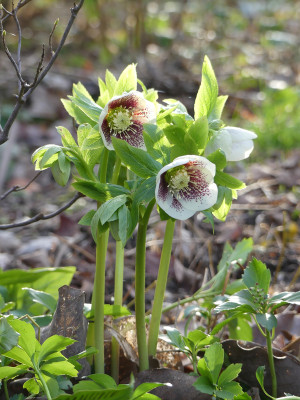 2020-03-02 Helleborus x hybridus 9.jpg