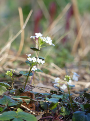 2020-03-02 Pachyphragma macrophylla 1.jpg