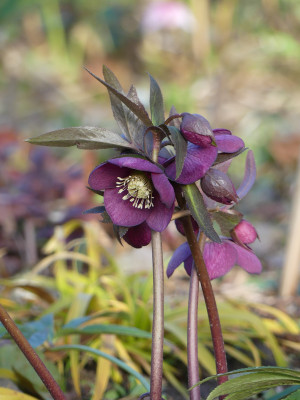 2020-03-02 Helleborus x hybridus 3.jpg