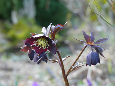 2020-03-02 Helleborus x hybridus 1.jpg