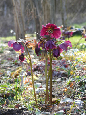 2020-03-02 Helleborus x hybridus 5.jpg