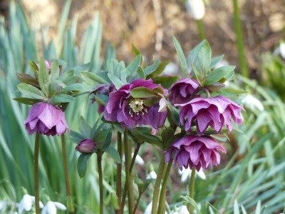2020-03-02 Helleborus x hybridus 'Flamingo' 1.jpg