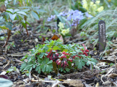 2020-03-02 Corydalis solida 1.jpg
