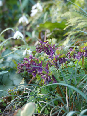 2020-03-02 Corydalis solida 2.jpg