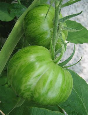 green_zebra_gruen.jpg