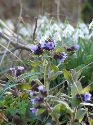 2020-03-02 Pulmonaria officinalis 1.jpg