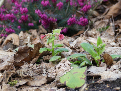 2020-03-02 Pulmonaria rubra 1.jpg
