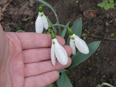 2020-03-01 Galanthus elwesii.jpg