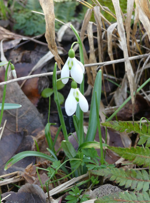 2020-03-02 Galanthus 'Big Eyes' 1.jpg