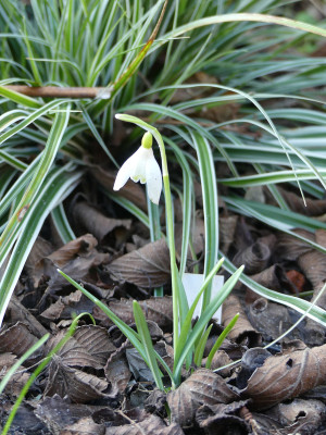 2020-03-02 Galanthus 'Chthonic'.jpg