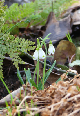 2020-03-02 Galanthus 'Veronica Cross'.jpg