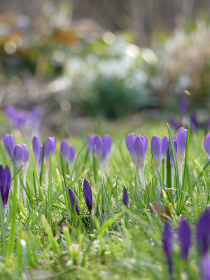 2020-03-02 Crocus tommasinianus 1.jpg
