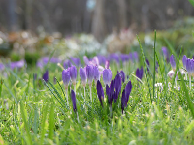 2020-03-02 Crocus tommasinianus 2.jpg