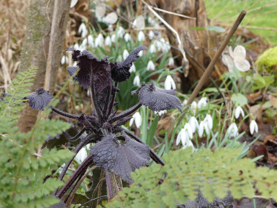 2020-03-01 Lunaria annua 'Chedglow'.jpg