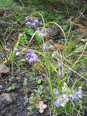 Allium_cyaneum_fars_2007.jpg
