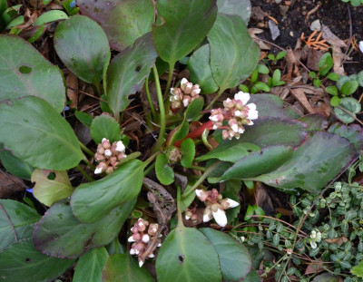 Bergenia-Schneekirstall.20-1.jpg