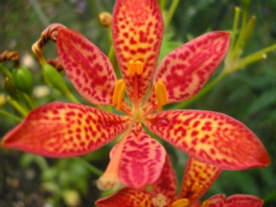 Belamcandra_sinensis1.JPG