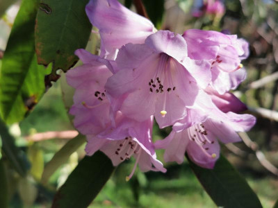 IMG_20200303_135739 Rhododendron davidii.jpg