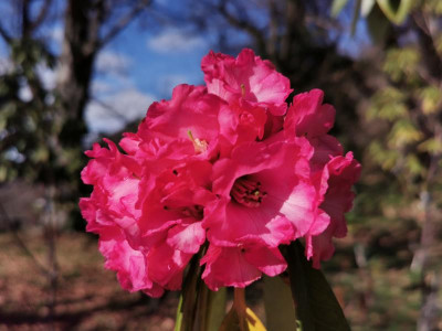 IMG_20200303_145607 Rhododendron lanigerum KW8251 pink.jpg
