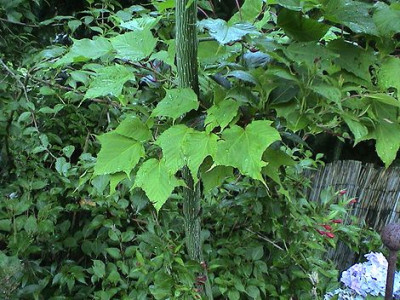 Acer_rufinerve_2.jpg