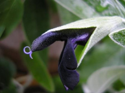 Salvia_discolor.JPG