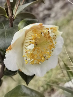 IMG_20200226_152928 Camellia japonica Hakuho.jpg