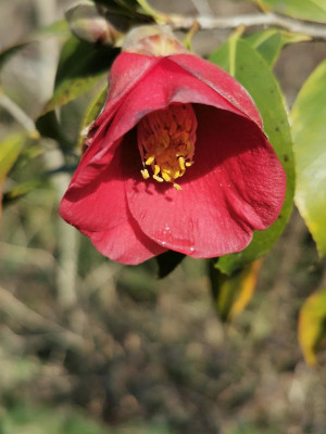 IMG_20200301_114034 Camellia japonica Kon Wabisuke.jpg