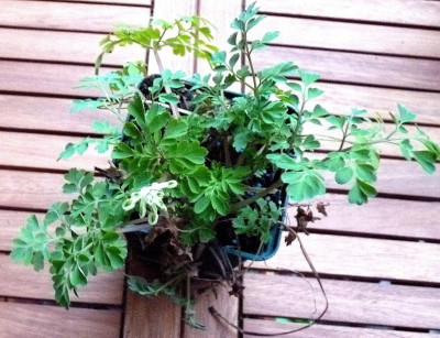 Corydalis_200303.JPG