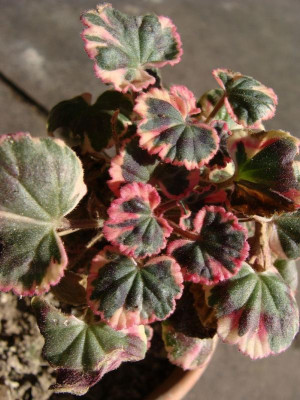 Pelargonium spec.jpg