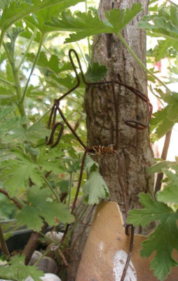 umrissriese_im_pelargoniendschungel_2007-07-23.jpg