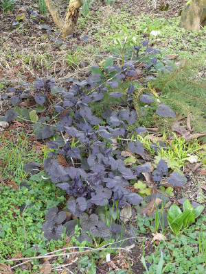 2020-03-02 Lunaria annua 'Chedglow' 2.jpg