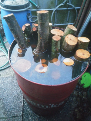 Shiitake waessern.jpg